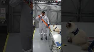 Night Vision Camera Spots A Ragdoll Cat In Strange Form