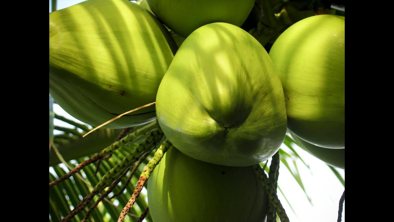 Coconut Buko Juice In The Philippines YouTube coconut-buko-juice-in-the-philippines-youtube