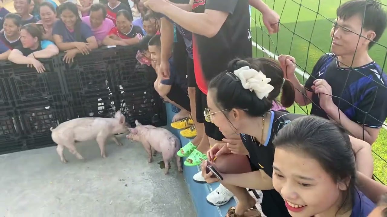 Lễ hội bắt heo