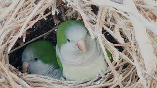 Birds of Many Colors : Video for People and Cats to Watch