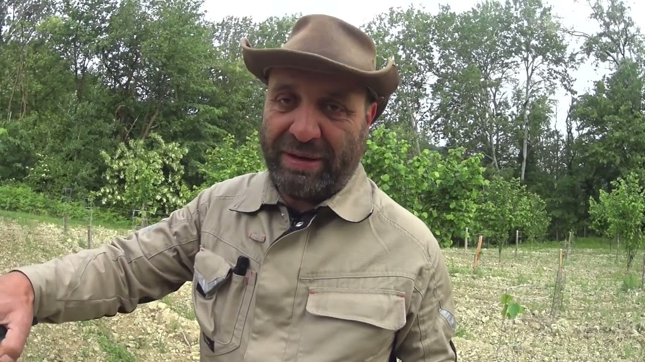 innesto del nocciolo 2025, parziale fallimento e analisi dei dati