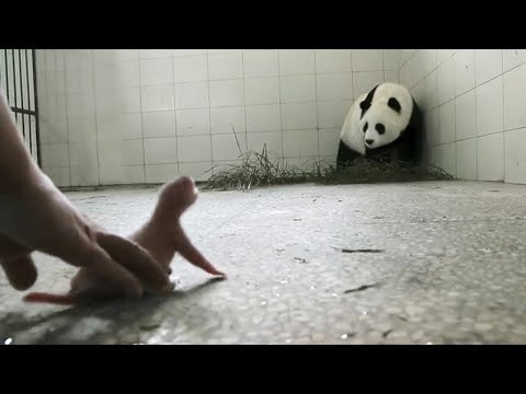 Video: İlk Tayvanda Anadan Olan Panda Ilk Debüt Etdi