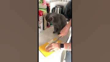 Cats Reaction to Cutting Onion