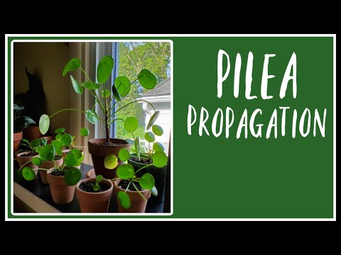 Video: Pilea Friendship Plants - Ինչպես հոգ տանել բարեկամության բույսի մասին