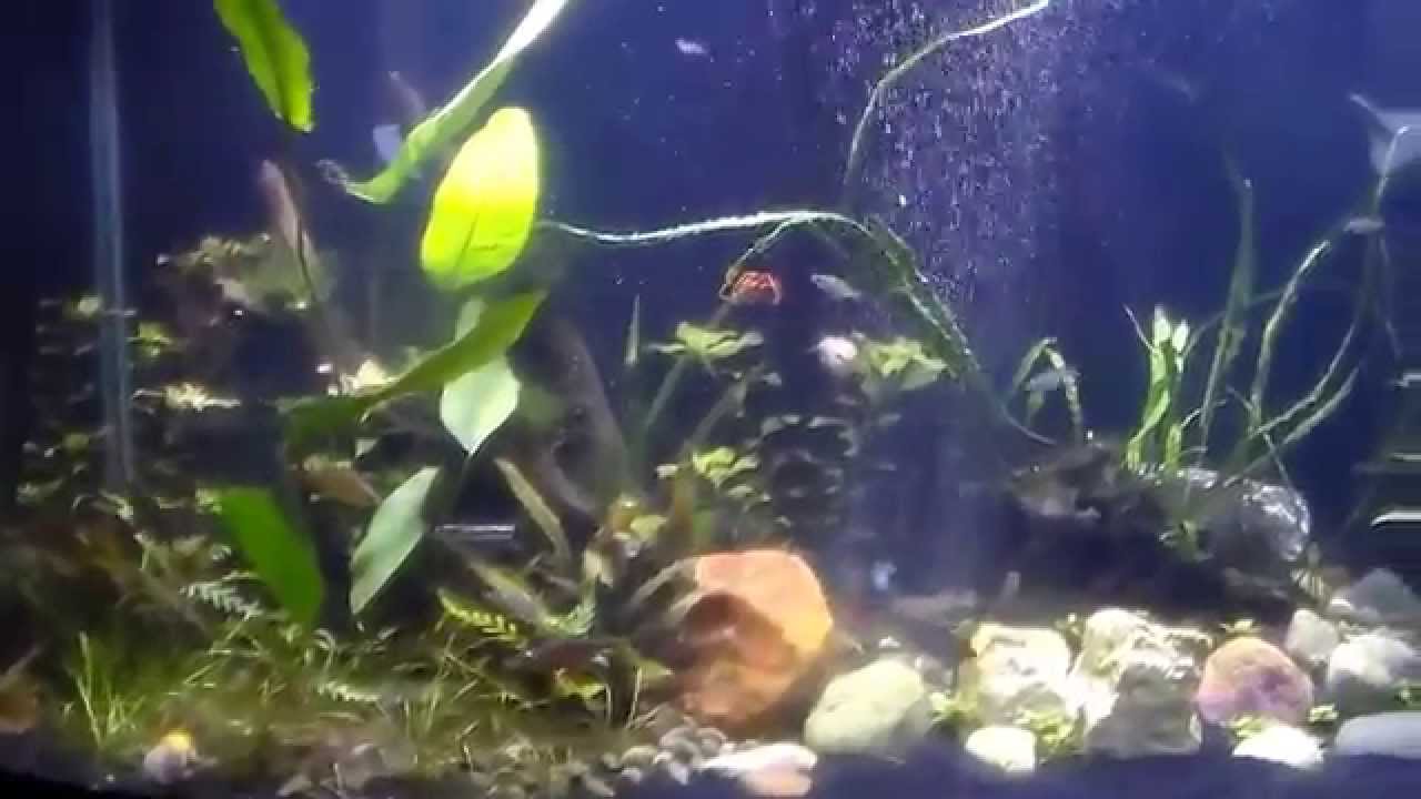 Just showing my 3 aquariums1/1 YouTube