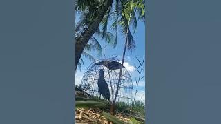 cum num lần đầu tiên ra ruộng nha ae