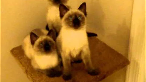 Watch the video about Bopping Ball Siamese Kittens- cats bobbing heads- seal point