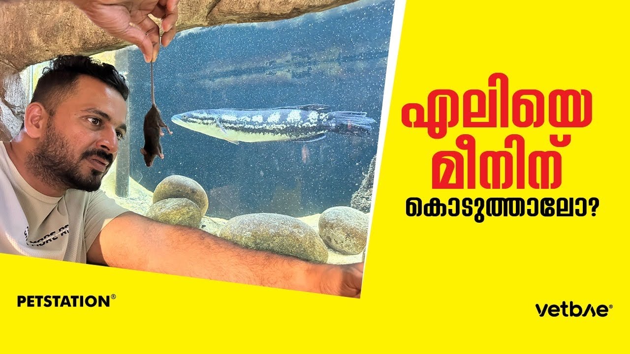 ഈ മീൻ എലിയേ കഴിക്കുമോ?? | കുതിരയ്ക്ക്‌ ആരോടാണ്‌ സ്നേഹം? Snake head feeding 😍