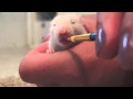 Two Week Old Baby Rat Learning to be Handfed