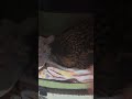 産卵期終わったかも😀🦉💖 #癒し #かわいい