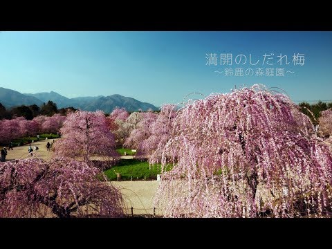 【満開のしだれ梅】 鈴鹿の森庭園 2018.03.14