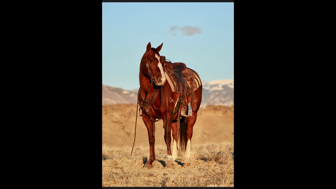 *Безопасный, здравомыслящий и надежный мерин Диего 2010 года рождения* Выставлен на продажу с 10 ...