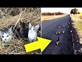 Ten Abandoned Kittens Start Chasing A Woman – A Mile Later, She Discovers Their Motive