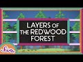 Exploring Redwood Forests
