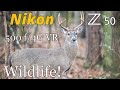 Nikon Z50 • Wildlife Photography with the 500 f/4G VR