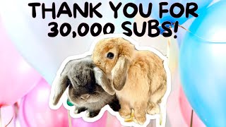 Hand feeding rabbits: Relaxing video for 30K by Bella & Blondie Bunny Rabbits 604 views 1 month ago 4 minutes, 21 seconds