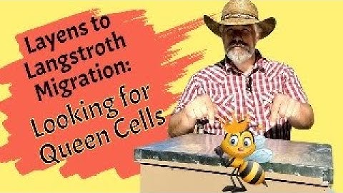 Moving Honey Bees to Langstroth Beehive - Making a Queen?