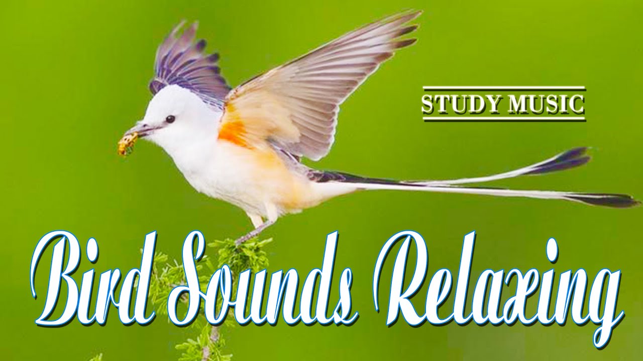 Слушать музыку птицы релакс