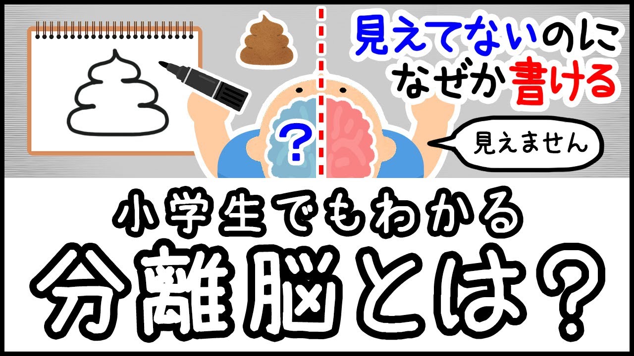 【右脳と左脳を切断】小学生でもわかる・分離脳とは何か？【科学・ざっくり解説】