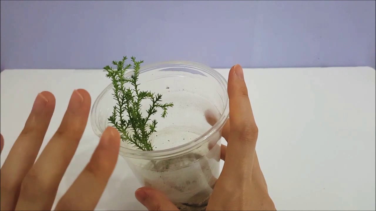 율마키우는법: 율마물꽂이 두번째시도,폭염에도 뿌리가 또 나왔어요.Lemon Cypress Tree Care - YouTube