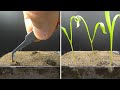 Growing Spinach Time Lapse