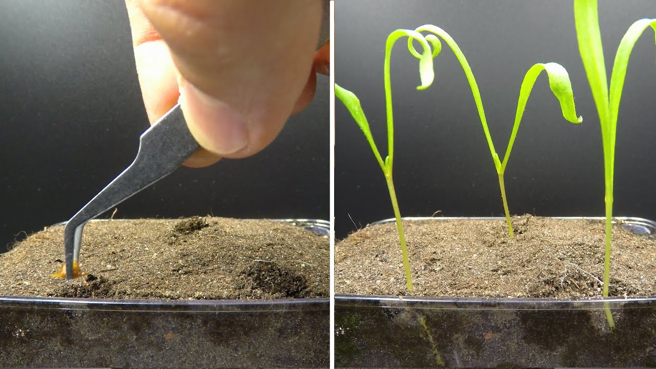 ⁣Growing Spinach Time Lapse