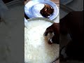 பழைய சோறு🍚 + கம்மாய் கருவாடு 🐟| dry fish fry | #shortvideo
