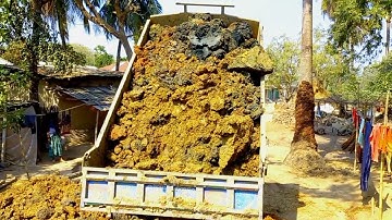 Today Low Quality river Sand Loading by Hand and Unloading By Digital hydraulic jack system Sonalika