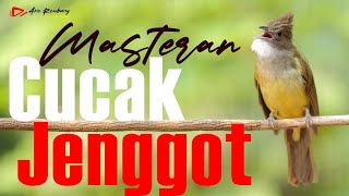 CUCAK JENGGOT GACOR ISTIMEWA MATERI GURIH