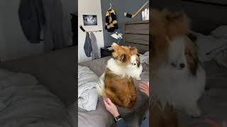 50 Tricks in 50 Days  Day 62 'Trust' ♥♥Follow on Cricket 'the sheltie' Chronicles