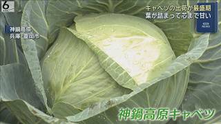 シャキシャキした歯ごたえと芯まで甘い　「神鍋高原キャベツ」の収穫最盛期　兵庫・豊岡市
