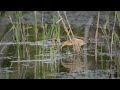 Little Bittern, (Ixobrychus minutus) fishing at Kerkini, Greece.