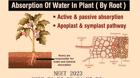 1-NEET-2023 CODE E1; E2; E3; E4; E5; E6; QUESTIONS WITH ANSWER KEY; COCKROACH; ACTIVE ABSORPTION;