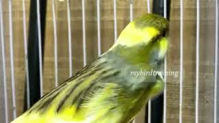 The Most Powerful Canary's Song For Training by NATURE WILDLIFE 265 views 1 year ago 13 minutes, 8 seconds