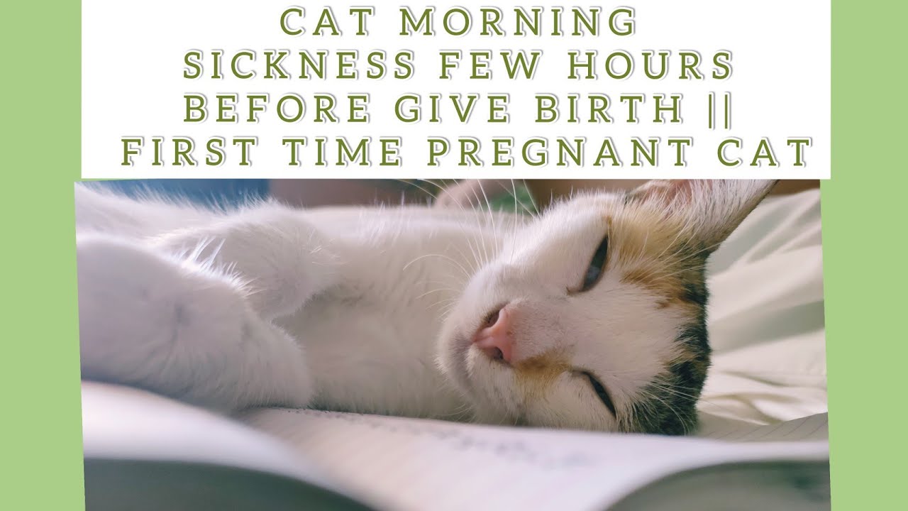 cat morning sickness