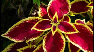 Amilt Kijktuinen In Nunspeet