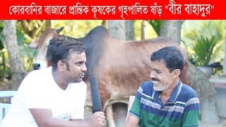 ভাগ্যরাজ, পালসার আর টাইটানিক নয়। দেশাল ষাড় বীর বাবু। কোরবানির বাজারে আসছে গৃহপালিত ষাঁড় বীর বাবু