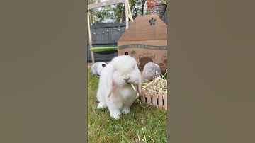 DIY Bunny Hidey House | Rabbit Care | Rabbit Toys