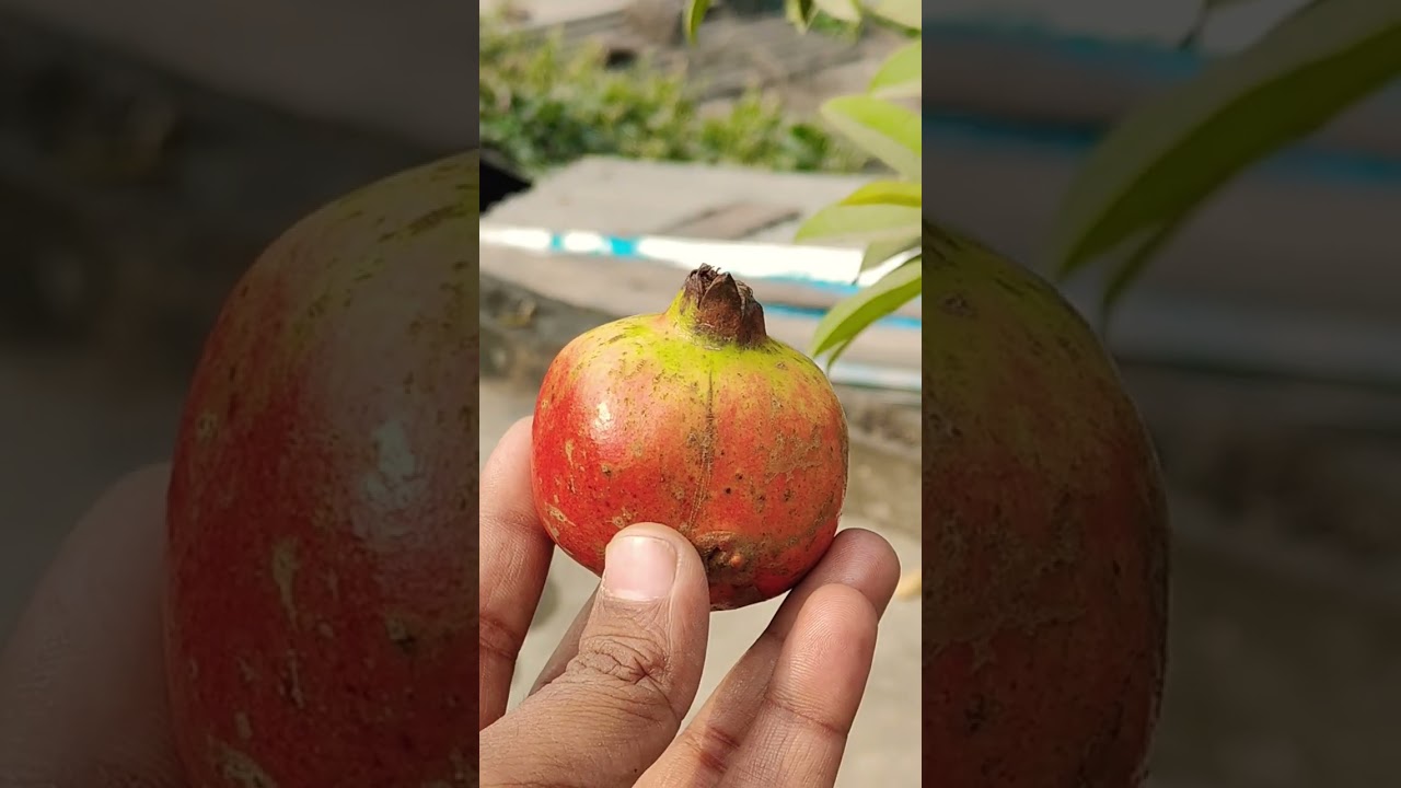 Collecting fruit from the rooftop garden. 