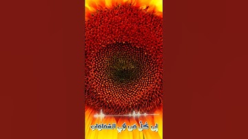 سورة مريم و..كا؛.نك تسمعها لأ؛و.ل مر.ة🧡💓💟..🌺💔❤️🌷بصوت الشيخ حمزة مد،بو.ح 💮🌺،؛🌷💛❣️💝؛،🌼💖