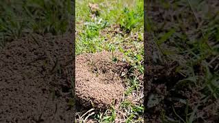 ants, #anthill #ants #nature #naturephotography #shortsfeed #viralshort #shortsvideo