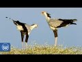 Secretary bird (Shaba reserve)