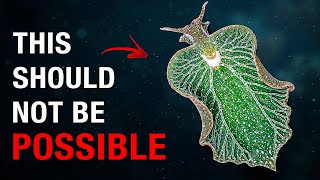 Why Sea Slugs Break Every Rule of Life