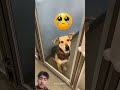 The Dog Is waiting For Her To Adopt#respect #kindnessmatters #viral this videos #subscribemychannel