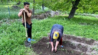 'Planting tomatoes with my mother:Planting tomato plants with my mother in the garden'