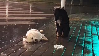 In the rain, a stray dog guards his dead companion all night
