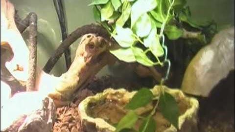 Tub VS. Tank- Classy Herps