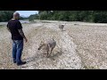 Prima uscita al fiume dopo il lockdown - Czechoslovakian wolfdog: happy reunion after lockdown