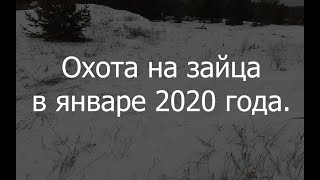 Охота на зайца 1 января 2020.