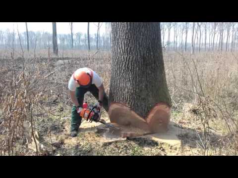 Video: Drvo 150x150x6000 Mm: Težina Drveta Prirodne Vlage I Suhe, Količina U Kocki, Blanjenog Bora I Rezanog Drveta, Druge Vrste I Njihova Zapremina